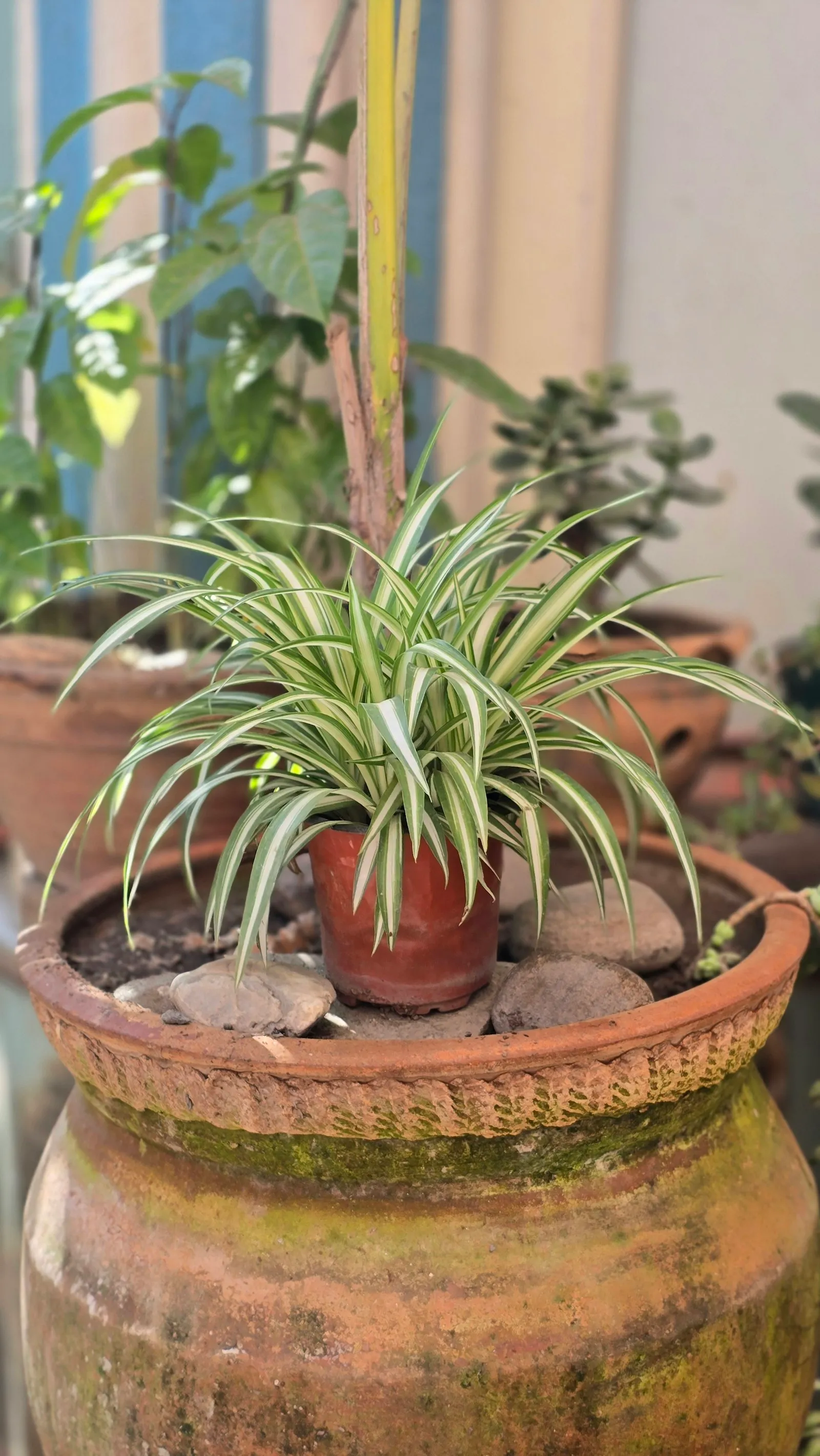 Falangio in un vaso di terracotta con sassi