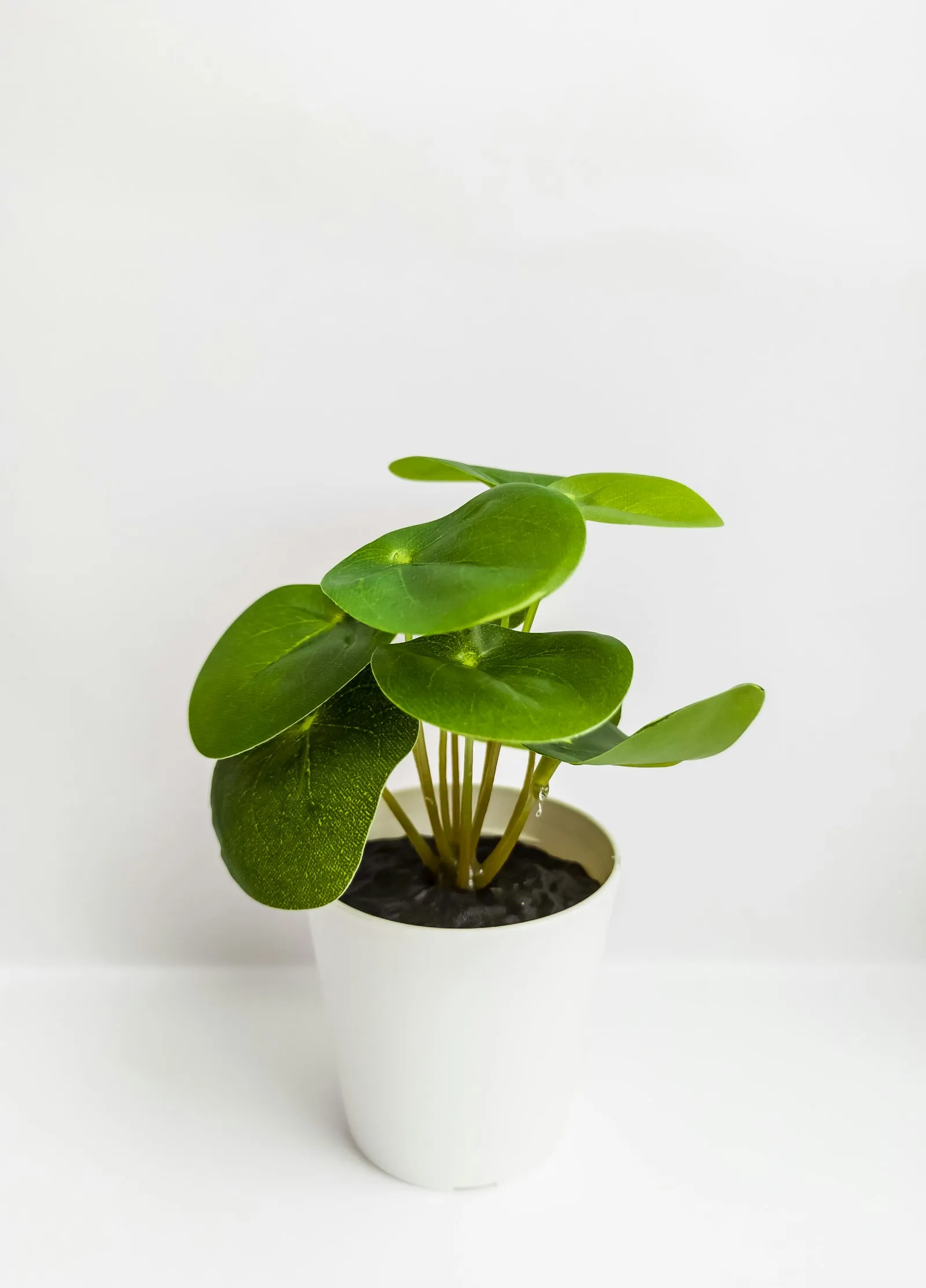 Pilea in un vaso bianco