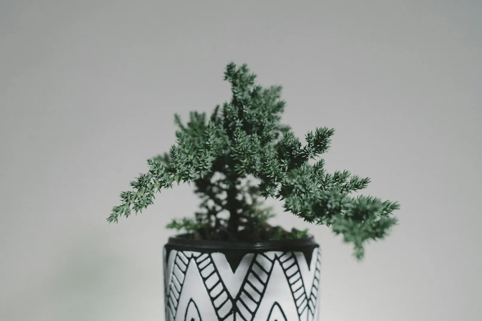 Piccolo albero in un vaso bianco e nero decorato